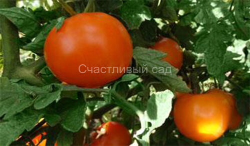 Реликвия из Уссурийска