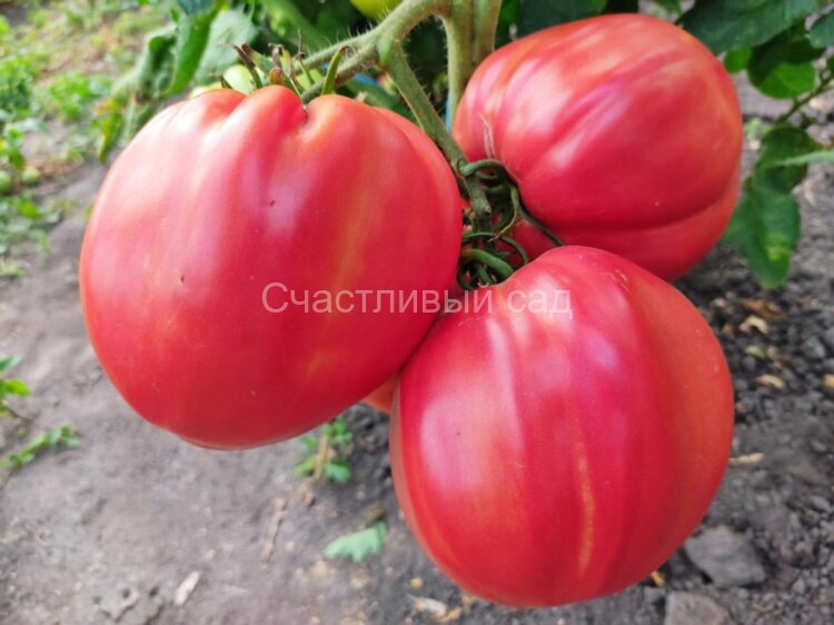 Costoluto Colli Euganei (Ребристый Эуганских холмов) Costoluto Colli Euganei (Ребристый Эуганских холмов)