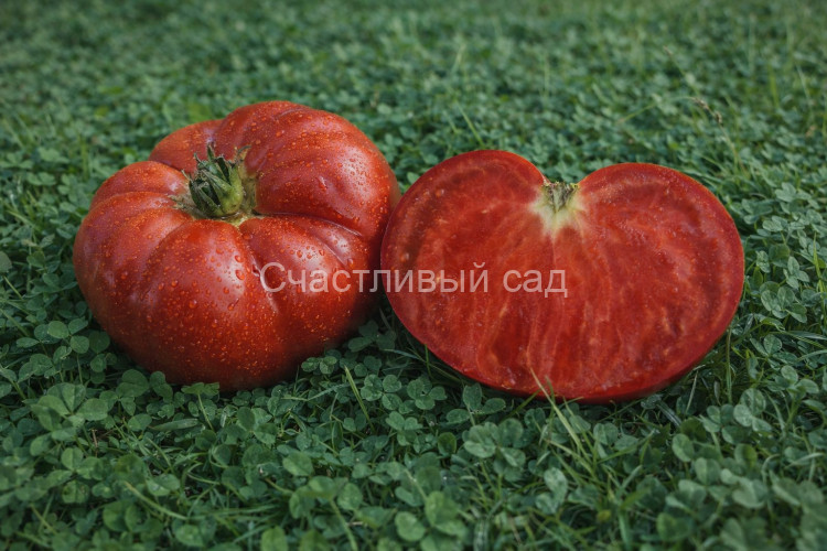 Dwarf Saxon donuts (Гном Саксонские пончики) Dwarf Saxon donuts (Гном Саксонские пончики)