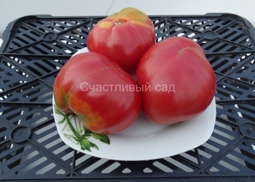 Обильный Маслова