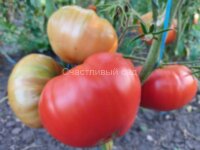 Cherven Gradinski (Червен Градински, Красный садовый)