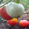 Lescana Heart (Сердце Лескана) Lescana Heart (Сердце Лескана)
