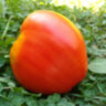 Lescana Heart (Сердце Лескана) Lescana Heart (Сердце Лескана)
