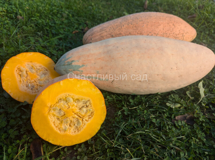 Тыква Джамбо Пинк Банана (Pink Jumbo banana)