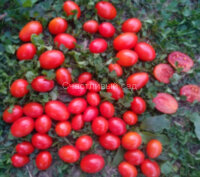 Datterini red (Даттерини красные)