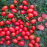 Datterini red (Даттерини красные) Datterini red (Даттерини красные)