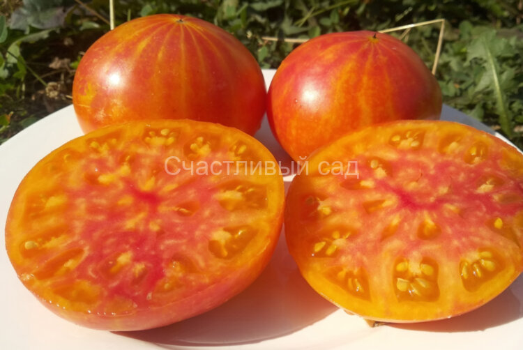 Sink's Striped (Полосатый Синка, Полосатая раковина)