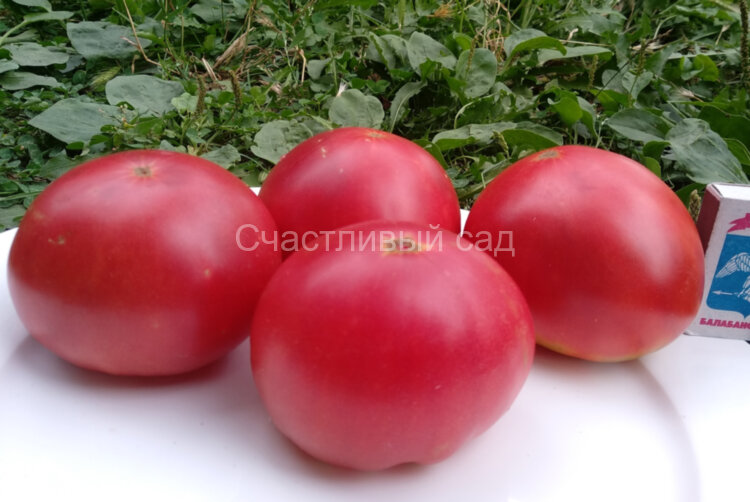 Робинзон