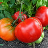 Marmande Garnier Rouge Big