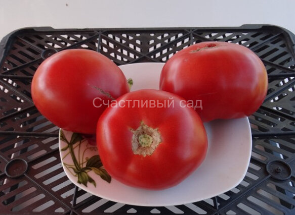 Топтыгин
