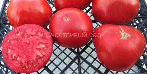 Maryland Red (Мэриленд красный) Maryland Red (Мэриленд красный)