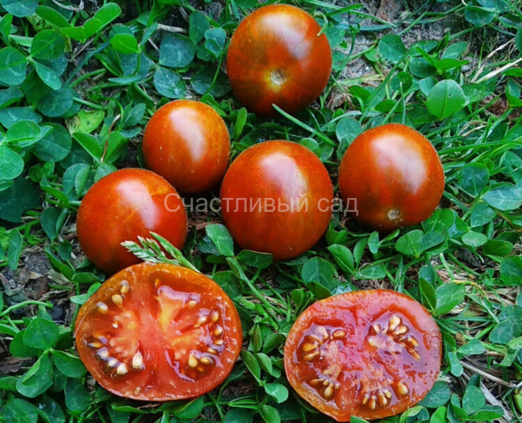 Dark Stripe Micro Dwarf (Микрогном в темную полоску) (Тип мультифлора) Dark Stripe Micro Dwarf (Микрогном в темную полоску) (Тип мультифлора)