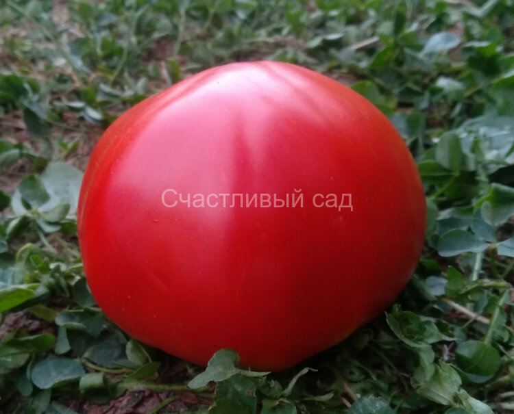 Gigante Farina (Гиганте Фарина)