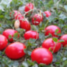 Swing ting grape (Суин Тинг Грейп)