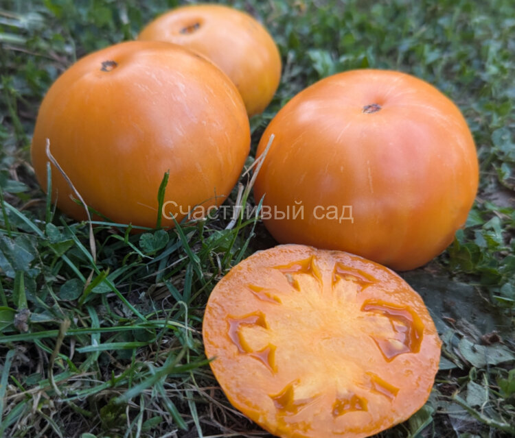 Dwarf Cherokee tiger Orange (Гном Чероки оранжевый тигр)