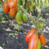 Marzano Fire (Огонь Марзано)