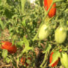 Marzano Fire (Огонь Марзано)
