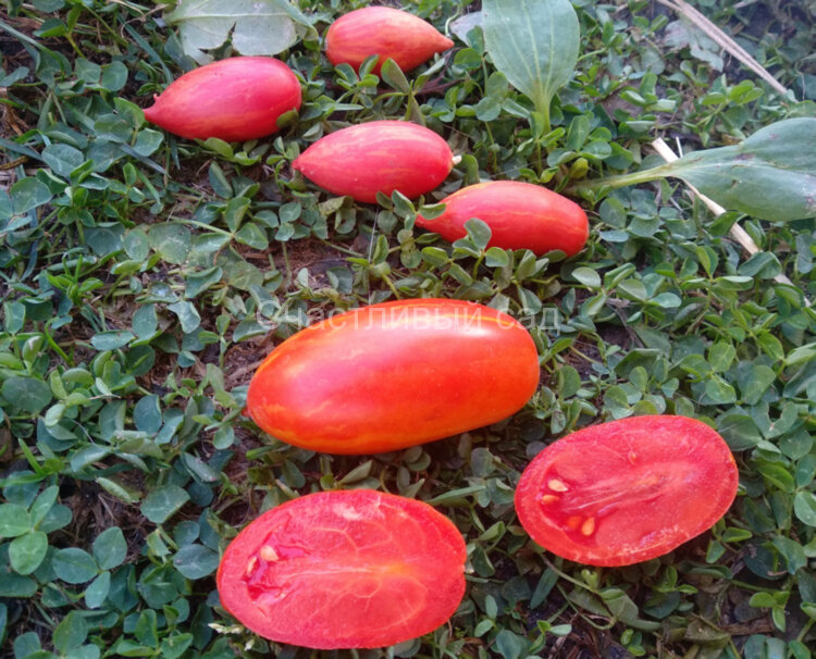 Marzano Fire (Огонь Марзано)