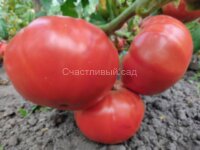 Geante De Hott (Жанте Де Хотт)