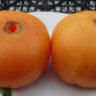 Apricot Brandywine (Абрикосовый Брэндивайн) Apricot Brandywine (Абрикосовый Брэндивайн)