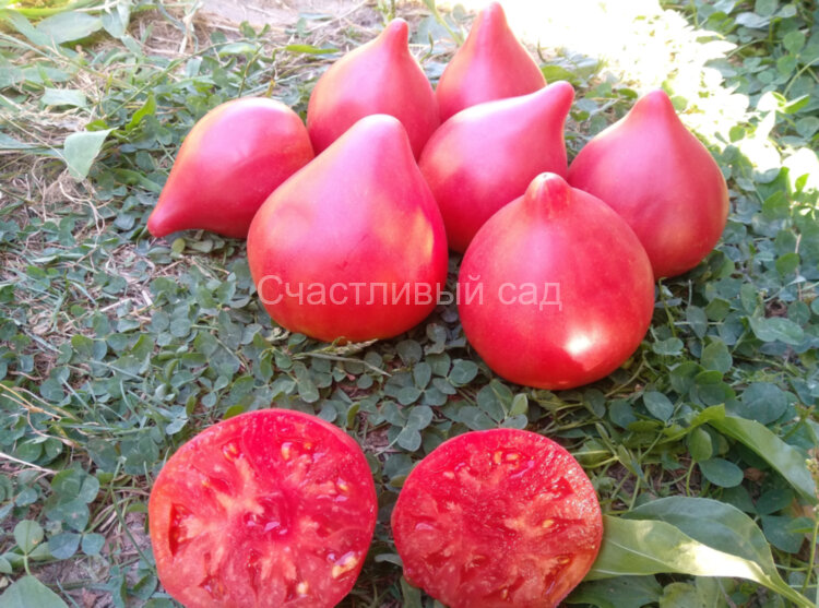 Mrs. Houseword (Миссис Хаусворт) Mrs. Houseword (Миссис Хаусворт)