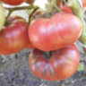 Boronia (Борония)