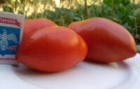 Amos Coli (Эймос Коли)