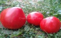 Coeur de Boeuf red (Сердце быка красное)