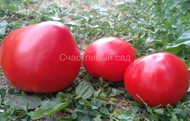 Coeur de Boeuf red (Сердце быка красное)