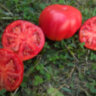 Fragola Della Garfagnana (Фрагола Делла Гарфаньяна, Клубника Гарфаньяна)