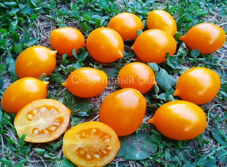 Piennolo Giallo Del Vesuvio (Пенноло Дель Везувио желтые)