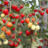 Cherry Accordion (Черри Аккордеон)