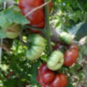Purple Calabash (Пурпурный Калабаш) Purple Calabash (Пурпурный Калабаш)
