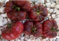 Purple Calabash (Пурпурный Калабаш)