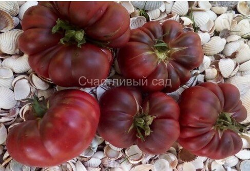 Purple Calabash (Пурпурный Калабаш) Purple Calabash (Пурпурный Калабаш)