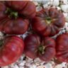 Purple Calabash (Пурпурный Калабаш) Purple Calabash (Пурпурный Калабаш)