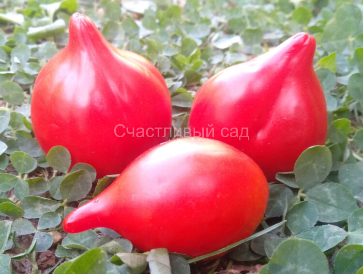 Rote Herztomate (Красные сердечки) (Тип мультифлора)