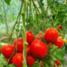 Rote Herztomate (Красные сердечки) (Тип мультифлора)