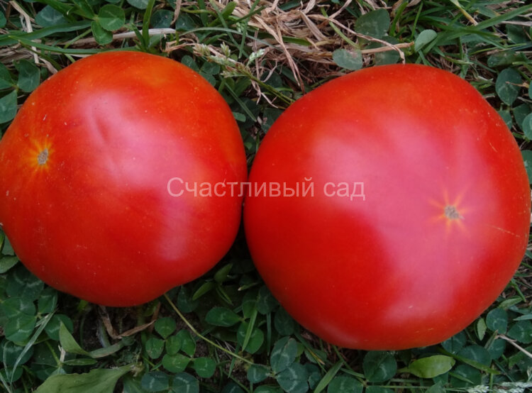 Соломасово Соломасово