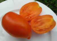 Cream Orange Giant (Гигант оранжевый кремовый, Оранжевый крем)