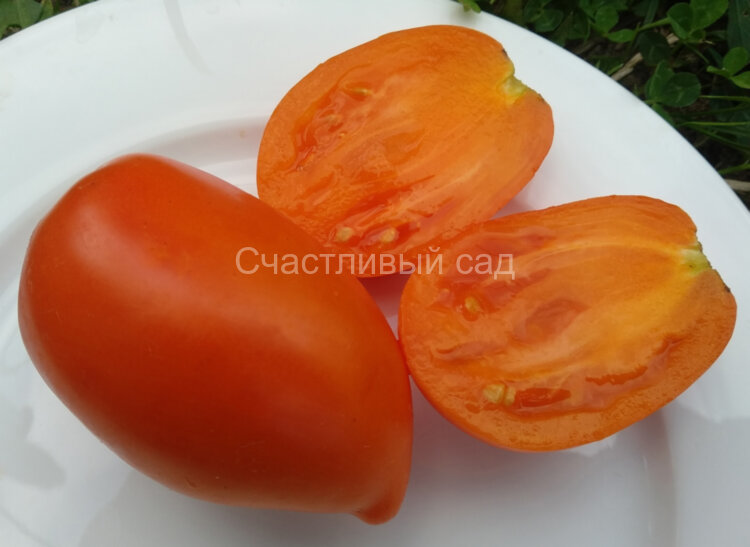 Cream Orange Giant (Гигант оранжевый кремовый, Оранжевый крем) Cream Orange Giant (Гигант оранжевый кремовый, Оранжевый крем)