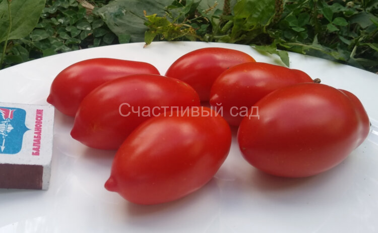 Медок