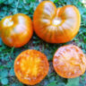 Orange Ghabbana (Оранжевый Габбана)