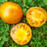 Orange Ghabbana (Оранжевый Габбана)
