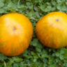 Orange Ghabbana (Оранжевый Габбана)