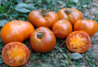Orange Ghabbana (Оранжевый Габбана)