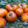 Orange Ghabbana (Оранжевый Габбана)