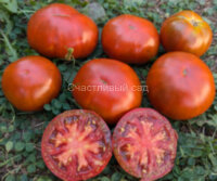 Cherokee Purple (Чероки Пурпурный) 