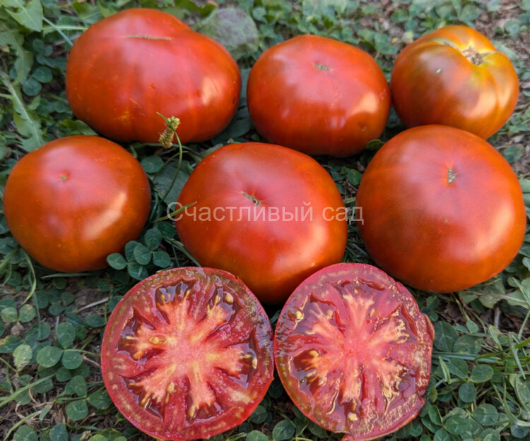 Cherokee Purple (Чероки Пурпурный) Cherokee Purple (Чероки Пурпурный)