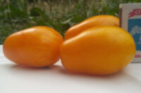 Golden Gates (Золотые Гейтса)